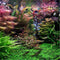 Egrow 1000 PCS Aquarium Plant Seeds Pine Tree Semillas Raras Plantas Aquatic Fish Tank Trees