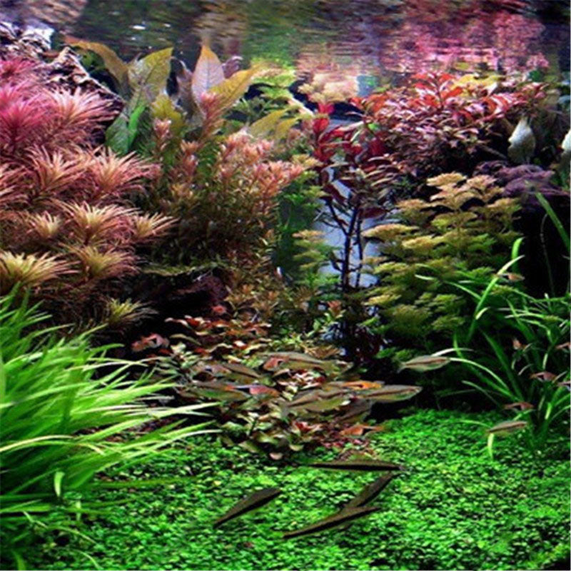 Egrow 1000 PCS Aquarium Plant Seeds Pine Tree Semillas Raras Plantas Aquatic Fish Tank Trees