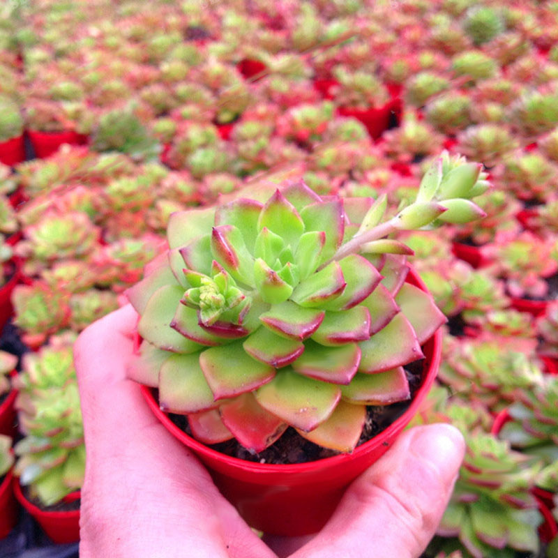 Egrow 100Pcs/Bag Sedeveria Letizia Cactus Seeds Lotus Lithops Succulent Bonsai Potted Flower Seed