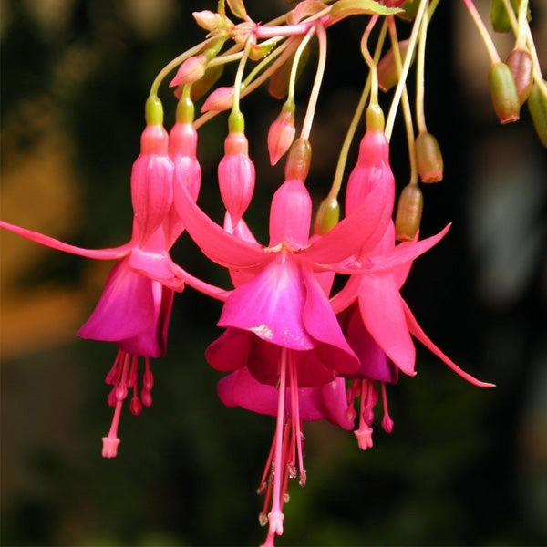 Egrow 10Pcs Gardening Abutilon Striatum Flower Seeds Bonsai Plant Home Gardening Decoration