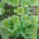 Egrow 40Pcs/Bag Italian Lettuce Seeds Green Healthy Vegetable Seeds Four Seasons Super Easy to Grow
