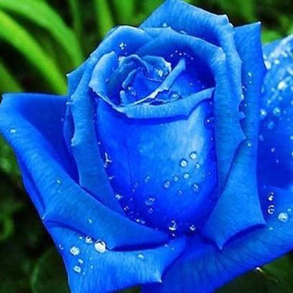 200PCS Colorful Rose Flower Seeds Garden Bonsai Planting