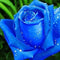 200PCS Colorful Rose Flower Seeds Garden Bonsai Planting