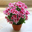 Egrow 100 PCS Garden Geranium Seed Rare Potted Flower Seeds Perennial Outdoor Decoration Plant