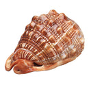 Natural Bull's mouth Helmet Conch Shell Coral Sea Snail FishTank Adorn Ornament Home Decorations