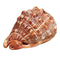 Natural Bull's mouth Helmet Conch Shell Coral Sea Snail FishTank Adorn Ornament Home Decorations