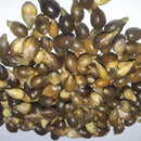 Egrow 30Pcs/Bag Coix Seeds Chinese Pearl Barley Coix Chinensis Seeds Adlay Coixseed Job's Tears Seed