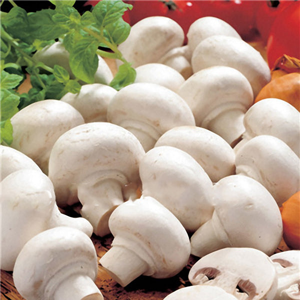 Egrow 100Pcs/Bag White Mushroom Seeds New Edible and Healthy Vegetable Seeds Bonsai Plant Seeds