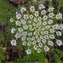 Egrow 200 Pcs/Pack Cnidium Monnieri Seeds Fructus Cnidium Home Garden Decoration