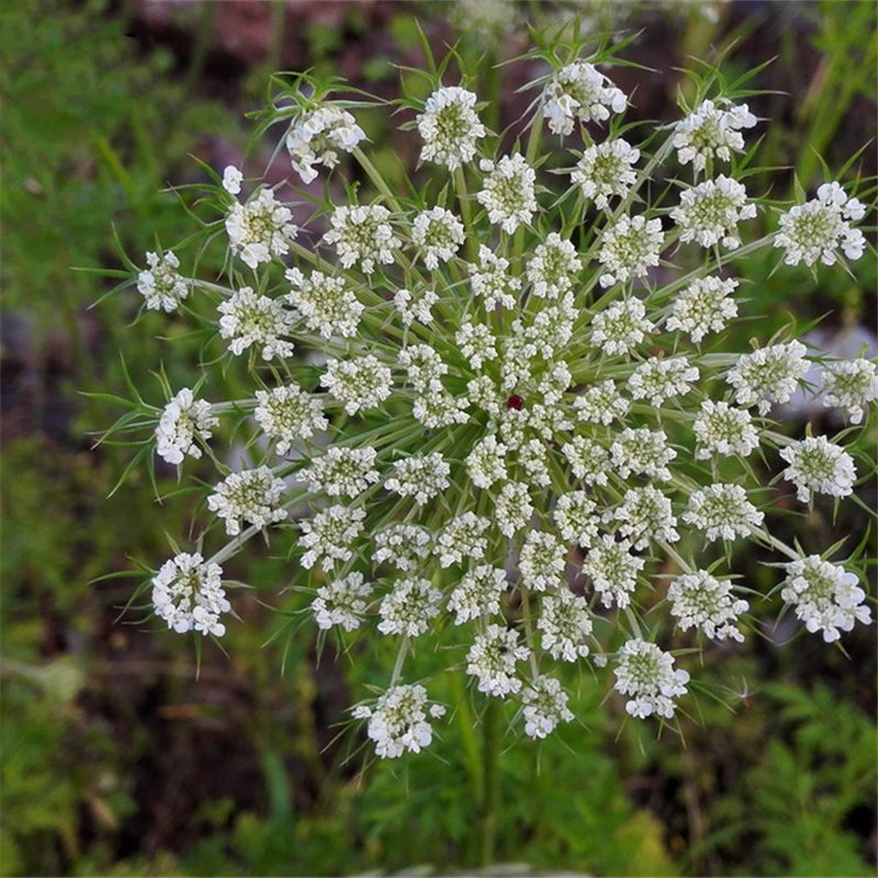 Egrow 200 Pcs/Pack Cnidium Monnieri Seeds Fructus Cnidium Home Garden Decoration