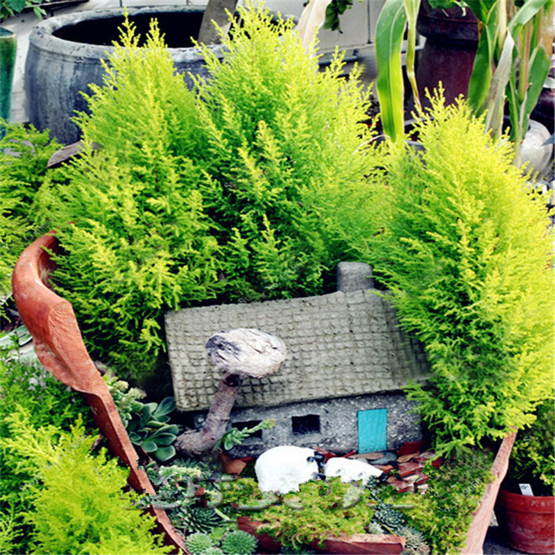 Egrow 50 PCS Italian Cypress Tree Seeds Cupressus Sempervirens Home Garden Bonsai Planting Seeds