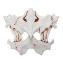 Halloween Resin Mask Animal Theme Party Face Skull Mask Costume Cosplay Party