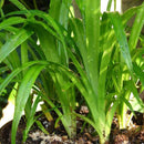 Egrow 50Pcs/Bag Fragrant Grass Seeds Annual Pandan Flower Potted Seeds Fragrant Spices DIY Seeds