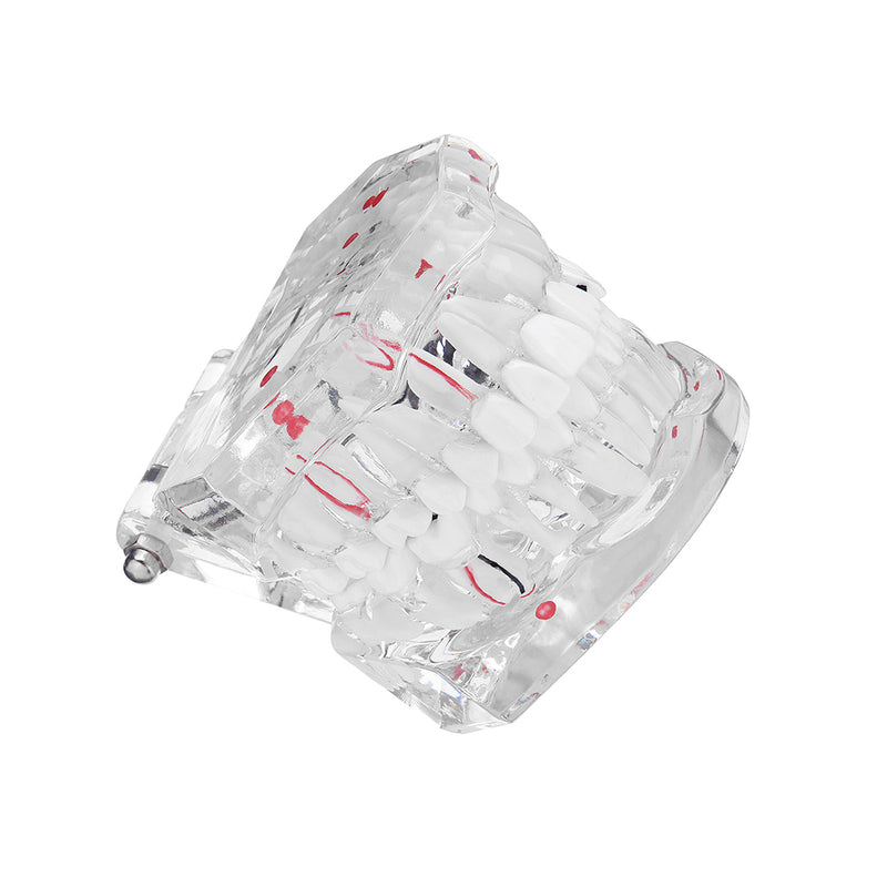 Clear Dental Teeth Study Teaching Model Crystal Typodont Model Removable Teeth Model Medical Model