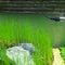 Yani Aquatic Plant Seeds Indoor Ornamental Grass Seed Grass Landscaping Decorations