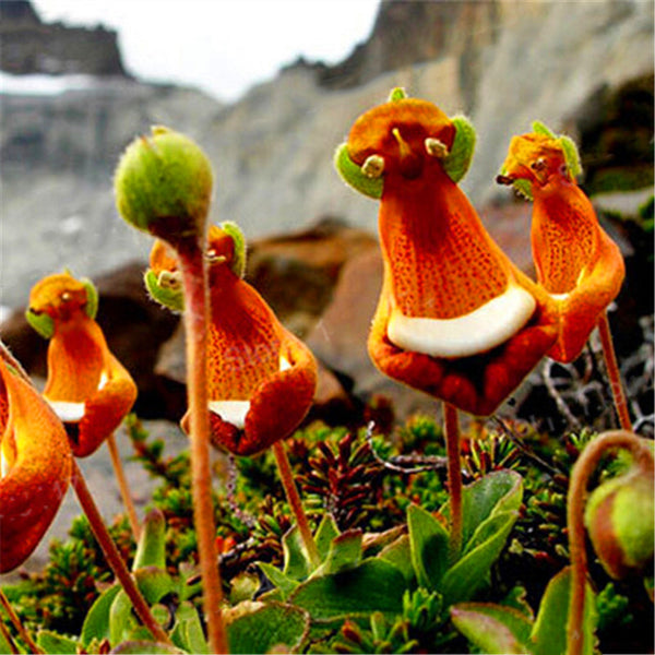 Egrow 30Pcs/Pack Calceolaria Uniflora Flower Seeds Rare Alpine Vegetation Seeds