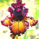 Egrow 100PCS/Bag Iris Orchids Seeds Rare Mixed Iris Bonsai Orchids Indoor Plants Beautiful Home Garden Planting Bonsai