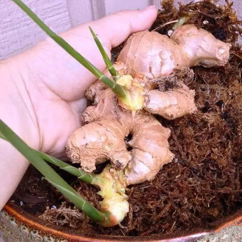 Egrow 100PCS/Pack Zingiber Seeds Ginger Vegetable Bonsai Zingiber Officinale Plants Balcony Vegetables Potted