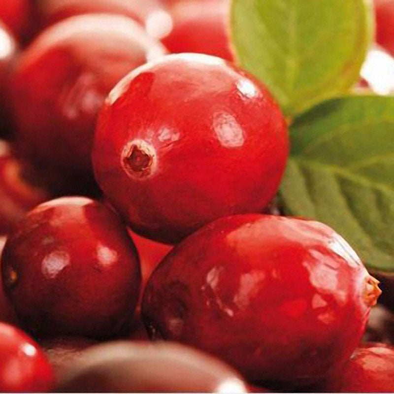 Egrow50Pcs/Bag Wild Cranberry Seeds Vaccinium Cherry Bearberry Fruit Seeds Blueberry Garden Seeds