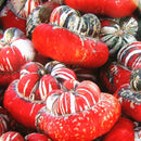 Egrow 20 Pcs/Pack Pumpkin Seeds Home Grown Decorative Pumpkin Bonsai Heirloom Vegetable Bonsai Pumpkin Bonsai Garden Plant