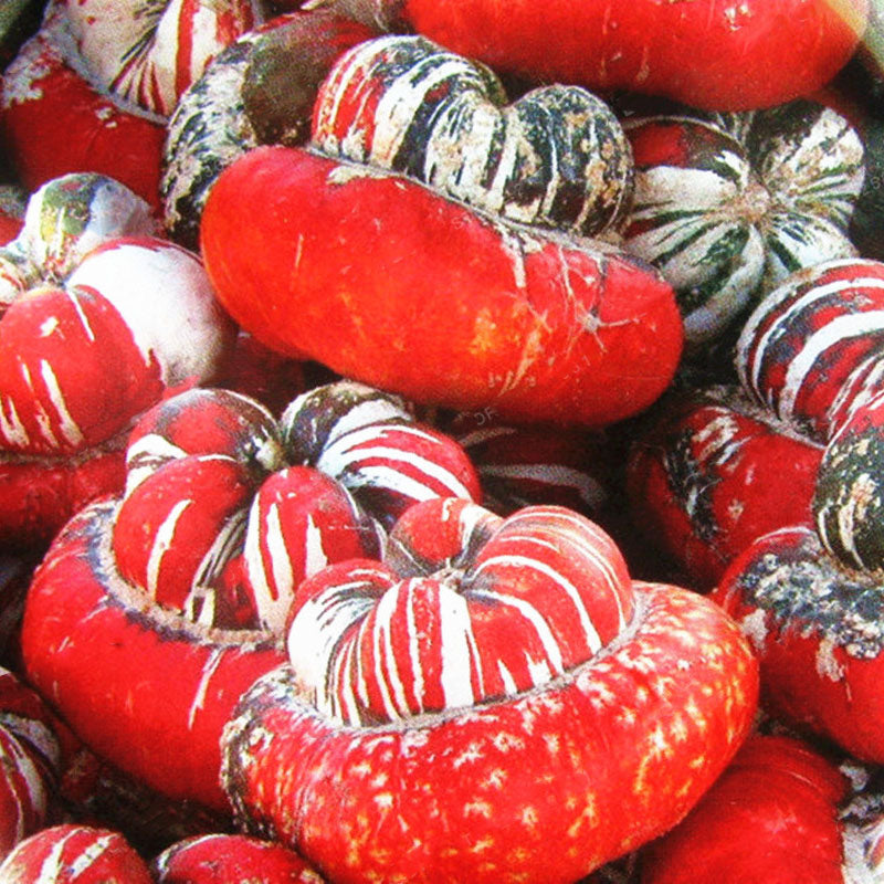 Egrow 20 Pcs/Pack Pumpkin Seeds Home Grown Decorative Pumpkin Bonsai Heirloom Vegetable Bonsai Pumpkin Bonsai Garden Plant