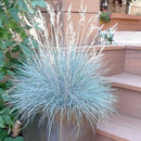 100Pcs Blue Fescue Grass Seeds Perennial Hardy Ornamental Grass Home Garden