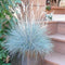 100Pcs Blue Fescue Grass Seeds Perennial Hardy Ornamental Grass Home Garden