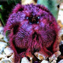 Egrow 100Pcs/Pack Stapelia Pulchella Seeds Colorful Cactus Lithops Bonsai Garden Courtyard Plants