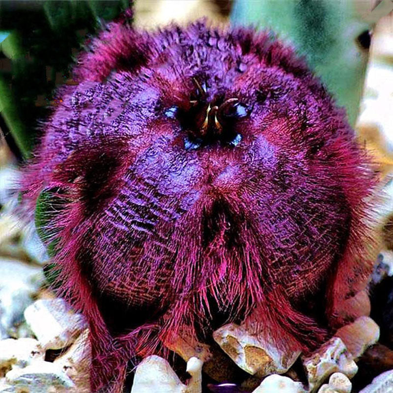 Egrow 100Pcs/Pack Stapelia Pulchella Seeds Colorful Cactus Lithops Bonsai Garden Courtyard Plants