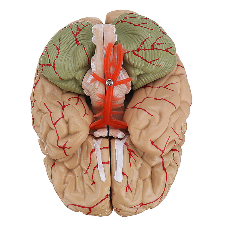Life Size Human Brain Model w/ Arteries Medical Anatomical Cerebral Mo ...