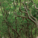 Egrow 30 Pcs/Pack Carpinus Tree Seeds Carpinus Tree Semente Plant Carpinus Turczaninowii Hance