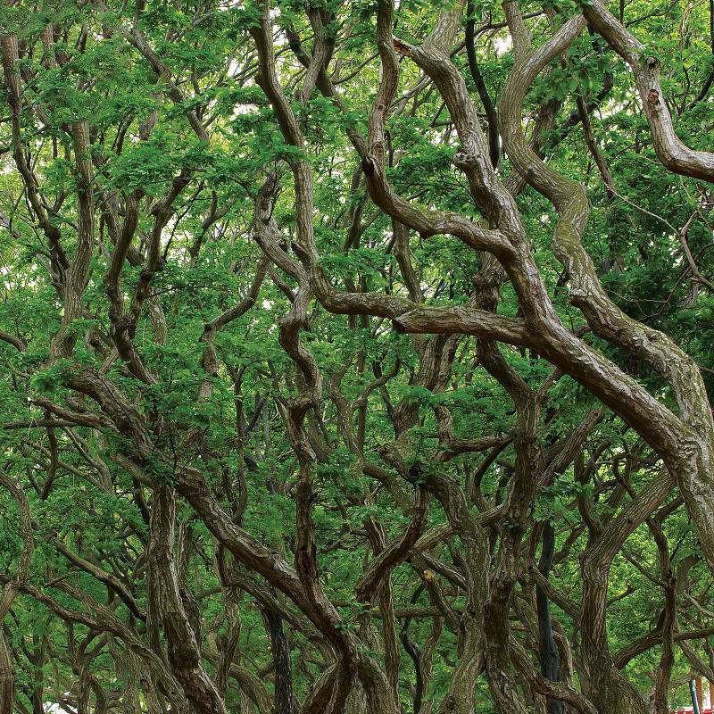 Egrow 30 Pcs/Pack Carpinus Tree Seeds Carpinus Tree Semente Plant Carpinus Turczaninowii Hance