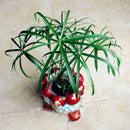 Egrow 50 Pcs/Pack Cyperus Seeds Cyperus Alternifolius Bonsai Water Aquatic Pltion Bonsai Home Beauty Hydroponics Plant Bonsai