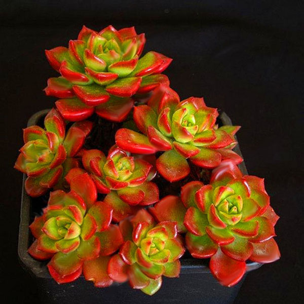 Egrow 100Pcs/Bag Sedeveria Letizia Cactus Seeds Lotus Lithops Succulent Bonsai Potted Flower Seed