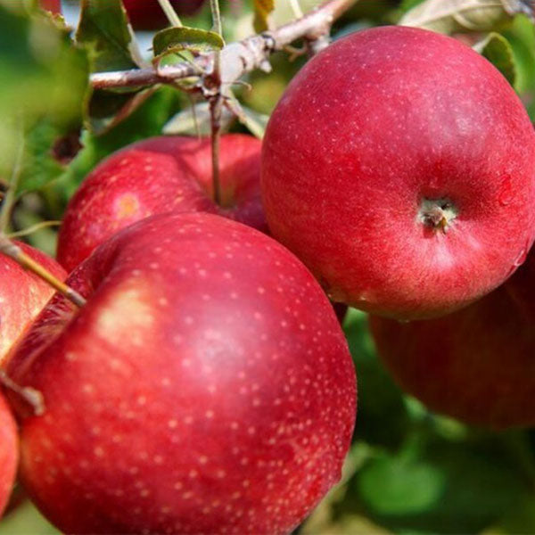 Egrow 50 Pca/Pack Red-Fleshed Apple Seeds Redlove Apple Fruit Tree Seed Garden Planting