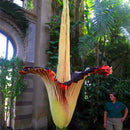 Egrow 10Pcs/Pack Corpse Flower Seeds Beautiful Flower of Indonesia The World's Largest Flower