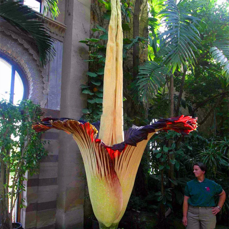 Egrow 10Pcs/Pack Corpse Flower Seeds Beautiful Flower of Indonesia The World's Largest Flower