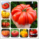 Egrow 100 Pcs/Bag Giant Tomato Seeds Plants Organic Heirloom Plants Vegetables Perennial Non-GMO Plant Pot For Home Garden Planting