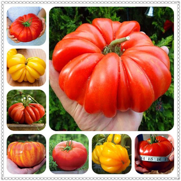 Egrow 100 Pcs/Bag Giant Tomato Seeds Plants Organic Heirloom Plants Vegetables Perennial Non-GMO Plant Pot For Home Garden Planting