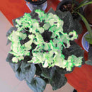 Egrow 100Pcs/Pack Cyclamen Seeds Green Edge White Cyclamen Flower Bonsai Perennial Flowering Plants Cyclamen