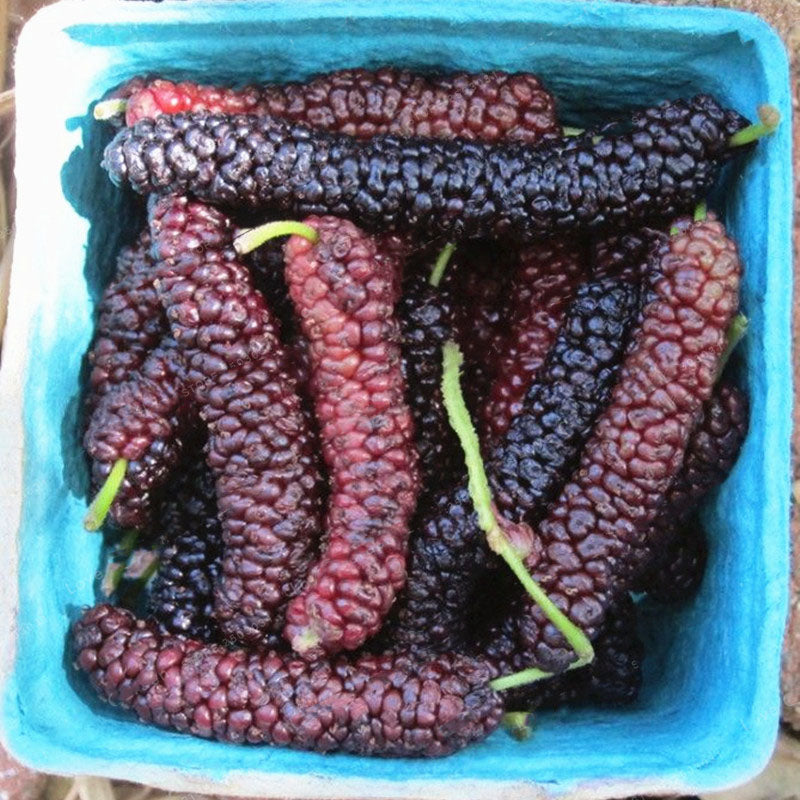 Egrow 100 Pcs/Pack Mulberry Seeds Long Mulberry Bonsai Rare Mulberry Tree Pakistan Fruit Bonsai Large Super Sweet Non-GMO Food For Garden