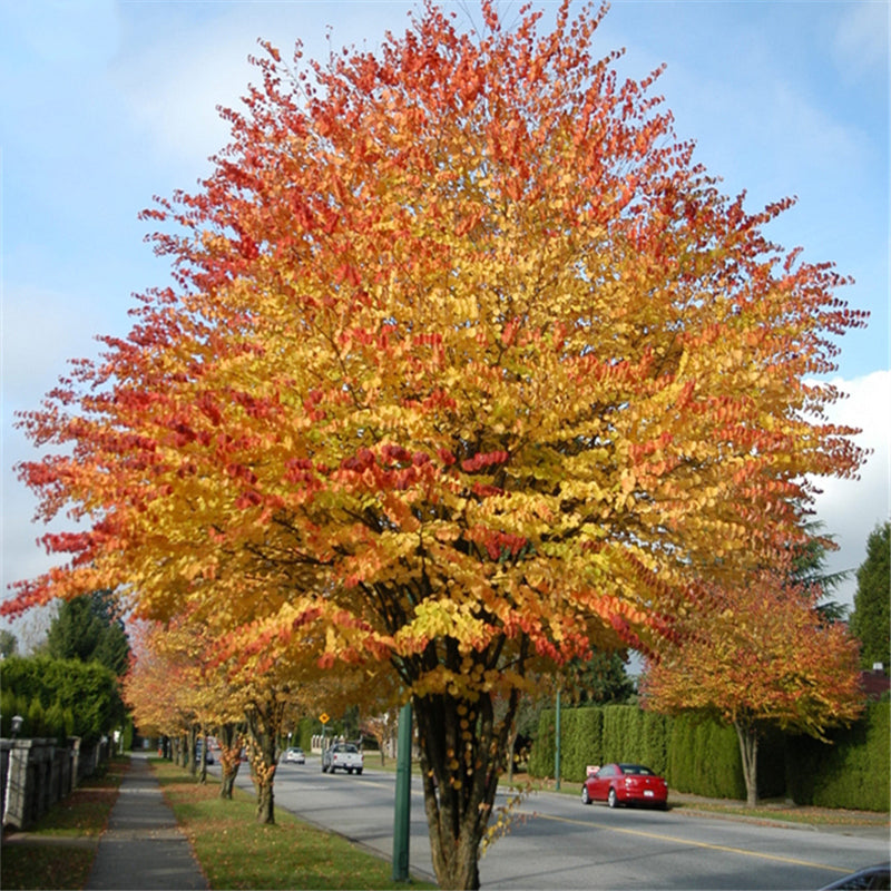 Egrow 30 Pcs/Pack Katsuratree Seeds Katsuratree Tree Plant Cercidiphyllum Japonicum