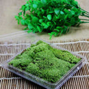 DIY Mirco Landscape Moss Plant Natural Wild Leucobryum Bowringii Glass Bottle Decorations