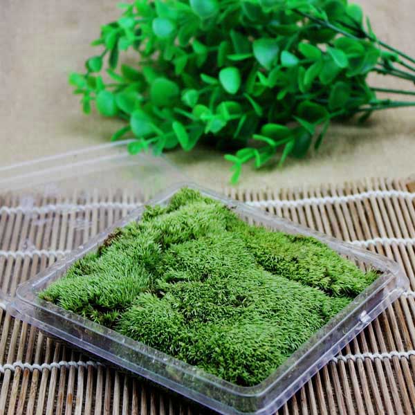 DIY Mirco Landscape Moss Plant Natural Wild Leucobryum Bowringii Glass Bottle Decorations