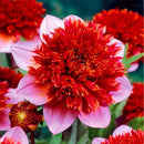 Egrow 10 Pcs/Pack Dahlia Seeds Dahlia Bulbs Exotic Rare Plants Bonsai Perennial Flower Bulbs Garden