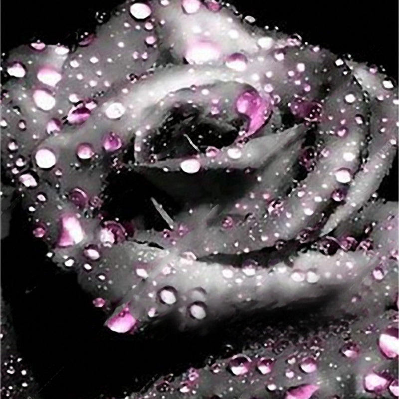 Egrow 100 Pcs Black Rose Seeds Dark Green Rose Garden Bonsai Perennial Plants Flower Seed