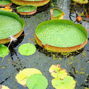 Egrow 10 Pcs/Pac Lotus Seeds Lotus Leaf Bonsai Giant Water Lily Flower For Home Garden Flower