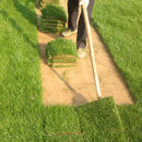 Egrow 500 Pcs/Pack Evergreen Grass Seeds Evergreen Grass Semente Plant Evergreen Garden Lawn Grass