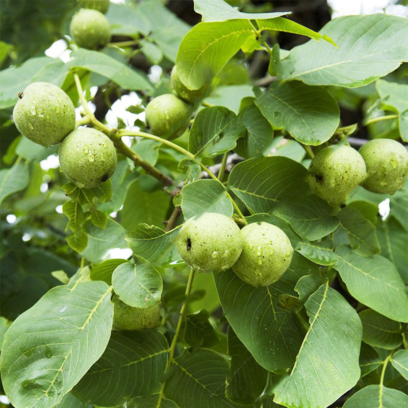 Egrow 2Pcs/Bag Green Walnut Seeds Chinese Specialty Green Walnut Seeds New Rare Walnut Seeds