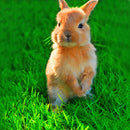 Egrow 1000 PCS/Pack Turfgrass Seeds Green Source Turfgrass Grass Plant Evergreen Lawn Plantas Flower Flores Home Garden Bonsai